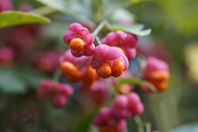 Fruits and Vegetables