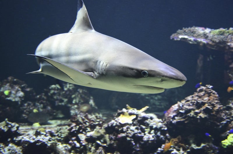 Shark Cage Diving